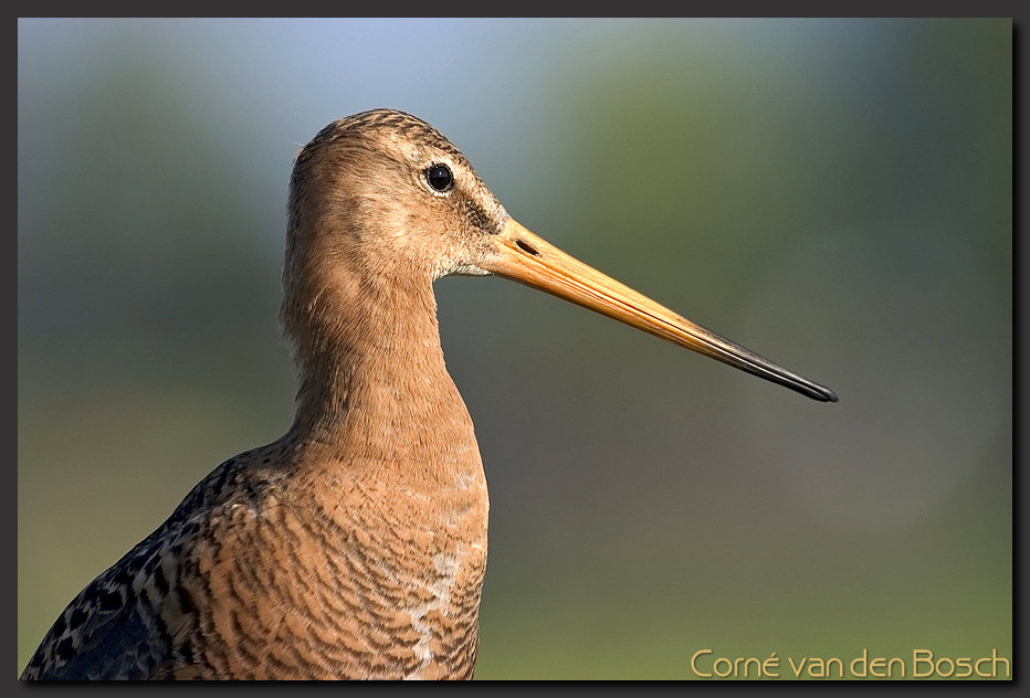 foto van een grutto