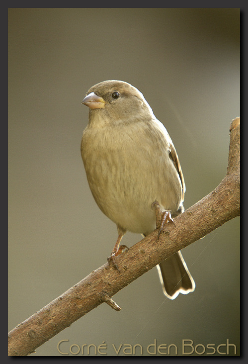 photo, house sparrow