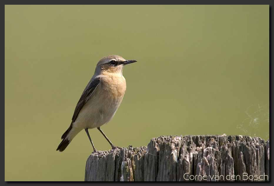 foto van een tapuit, Wheatear