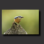 photo nuthatch