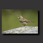 photo lark, crested lark