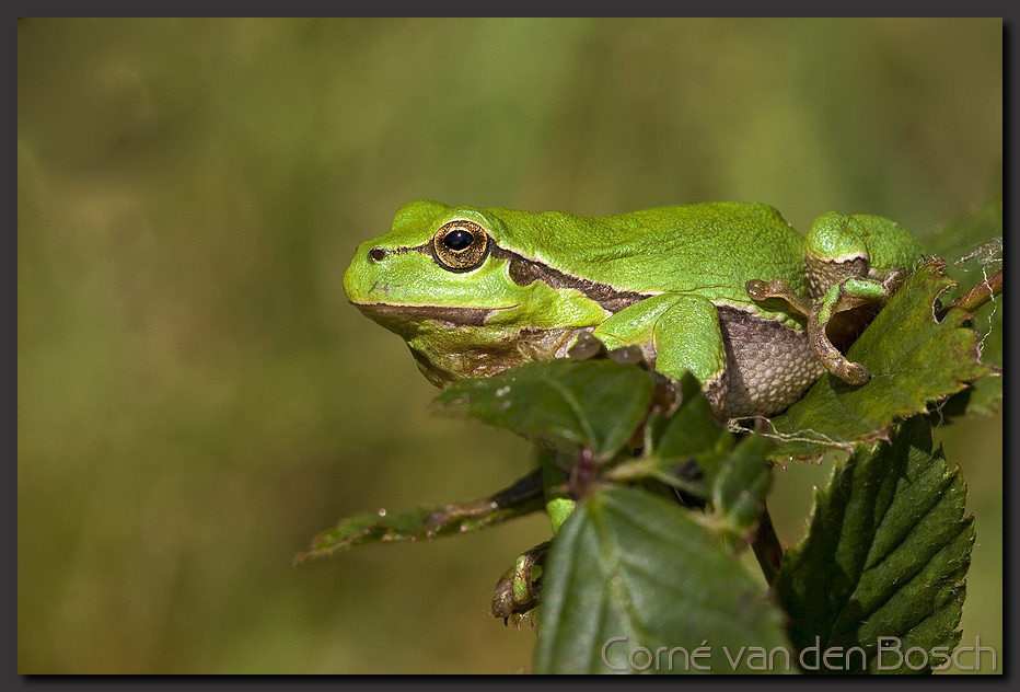wallpaper, boomkikker, tree frog
