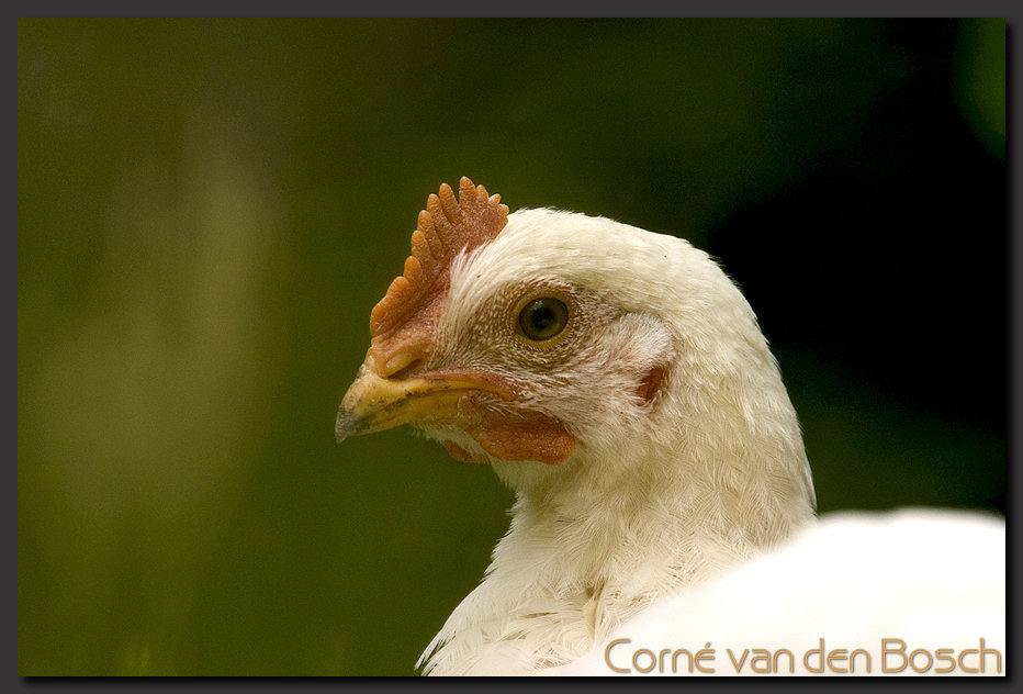 wallpaper, kip, chicken