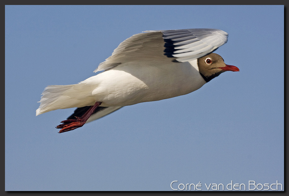 wallpaper, meeuw, gull