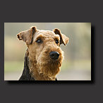 background, airedale terri�r