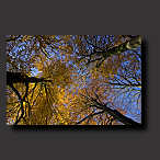 tree, autumn, autumn colors