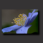 achtergrond, blauwe bloem