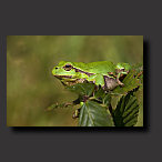 wallpaper tree frog