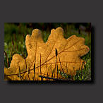 oak, oak leaf, wallpaper, autumn