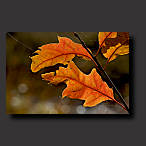 autumn leaves, wallpaper