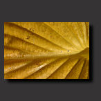 yellow leaf, autumn