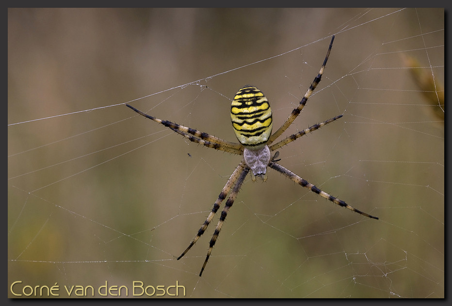wallpaper, gele spin, yellow spider