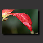red leaf