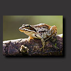 moor frog, frog, wallpaper