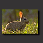 rabbit wallpaper
