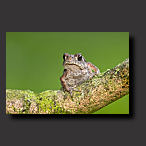 toad, desktop