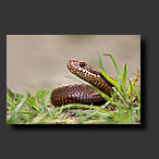 adder, snake, background