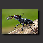 stag beetle, wallpaper
