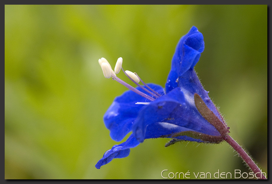 breedbeeld wallpaper, blauw bloemetje, blue herb