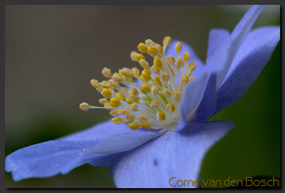 breedbeeld wallpaper, blauwe bloem, blue flower