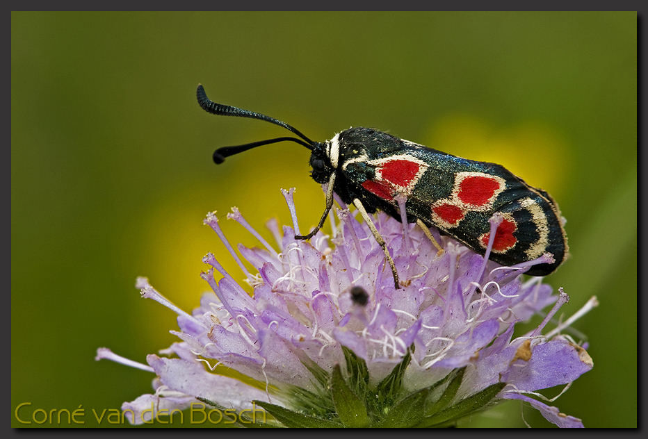 breedbeeld wallpaper, nachtvlinder, moth
