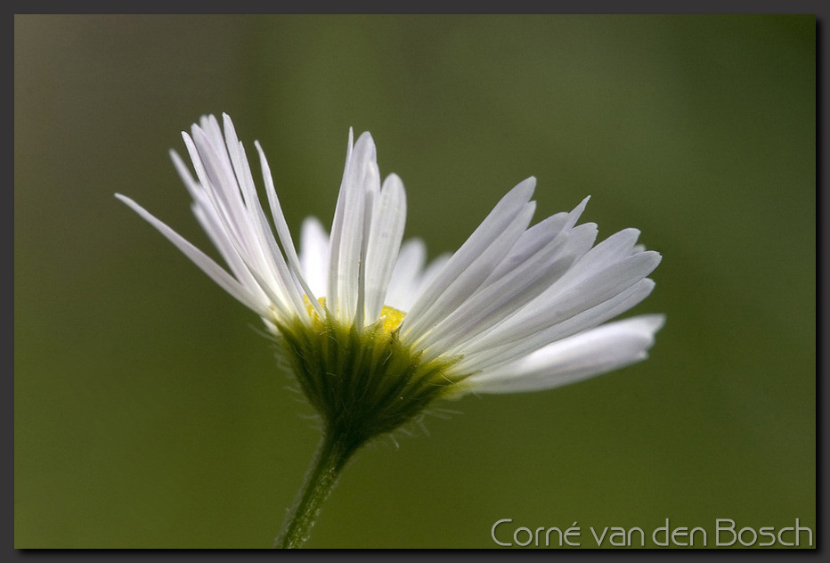 breedbeeld wallpaper, bloem, flower