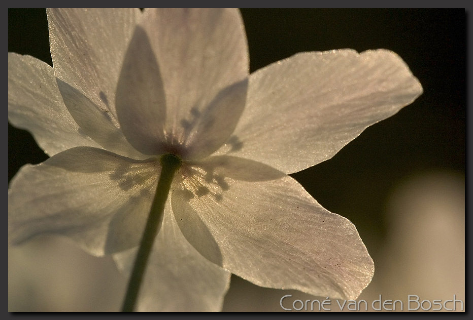 breedbeeld wallpaper, witte bloem, white flower