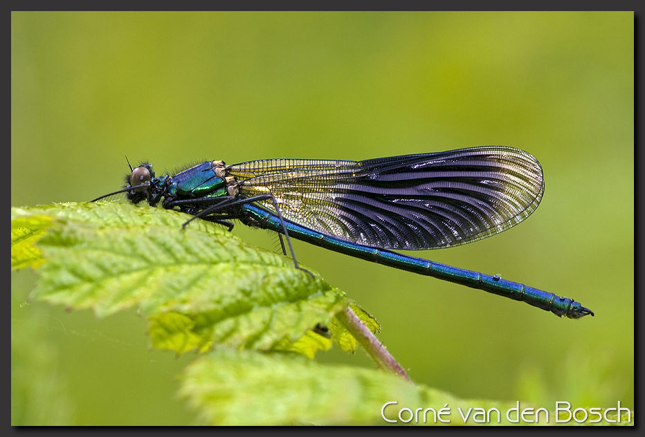 breedbeeld wallpaper, waterjuffer, damselfly
