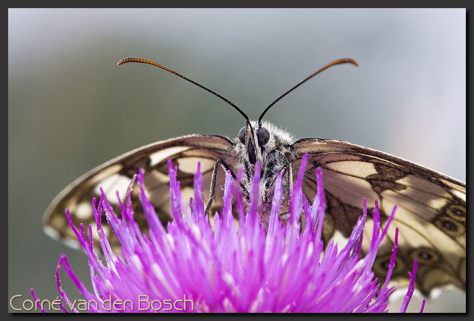breedbeeld wallpaper, nachtvlinder, moth