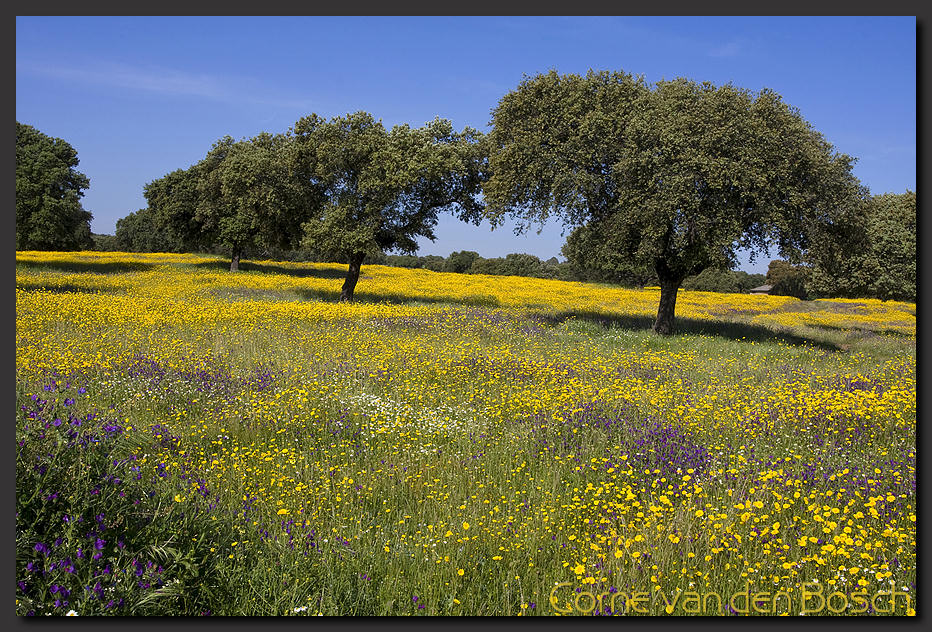 breedbeeld wallpaper, bloemenveld, field of flowers