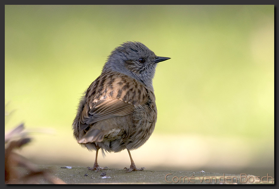 breedbeeld wallpaper, heggemus, dunnock