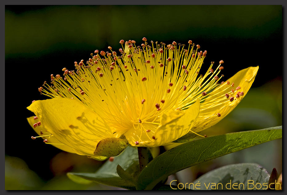 breedbeeld wallpaper, hertshooi, yellow flower
