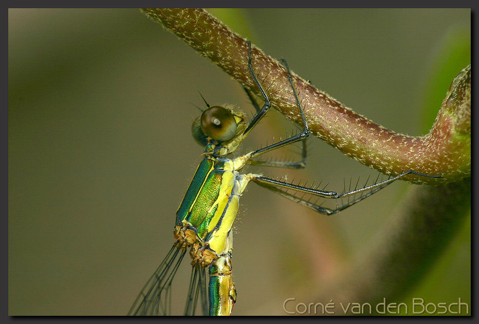 breedbeeld wallpaper, houtpantserjuffer, spreadwing