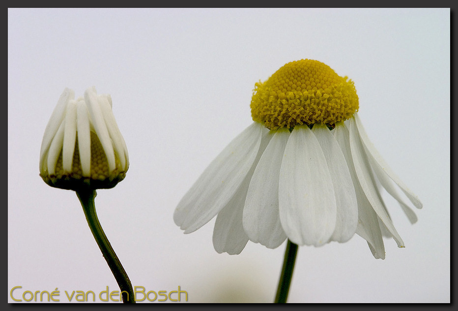 breedbeeld wallpaper, kamille, chamomile