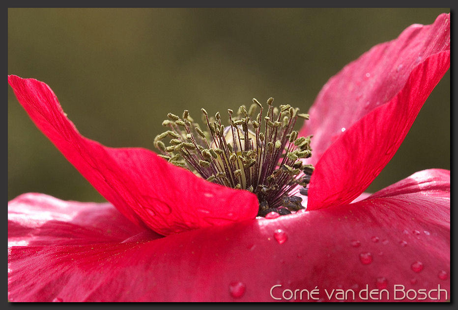 breedbeeld wallpaper, klaproos, poppy