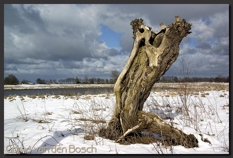 breedbeeld wallpaper, knotwilg, willow tree