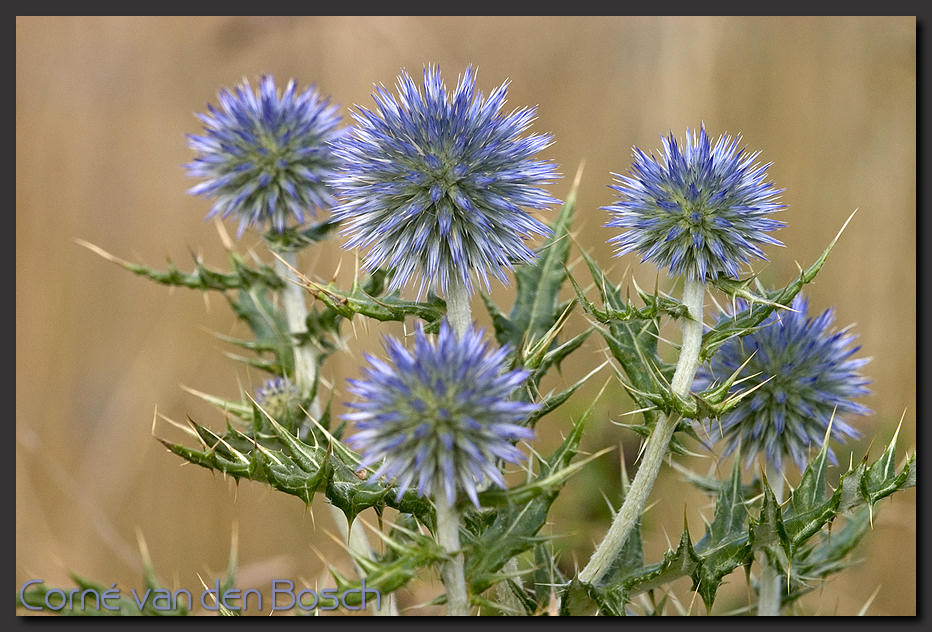 breedbeeld wallpaper, distel, thistle