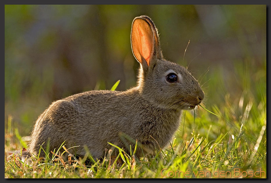 breedbeeld wallpaper, konijn, rabbit