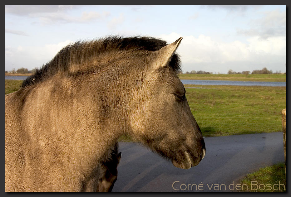 breedbeeld wallpaper, konikpaard, conichorse