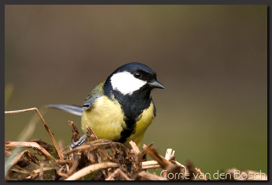 breedbeeld wallpaper, koolmees, great tit