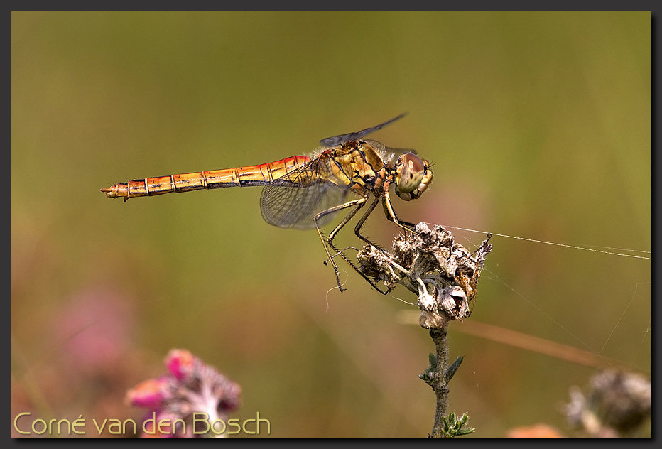 breedbeeld wallpaper, heidelibel