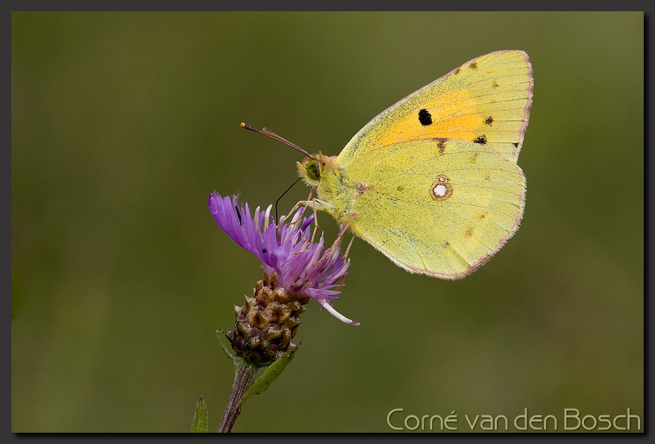 breedbeeld wallpaper, luzernevlinder, yellow, butterfly