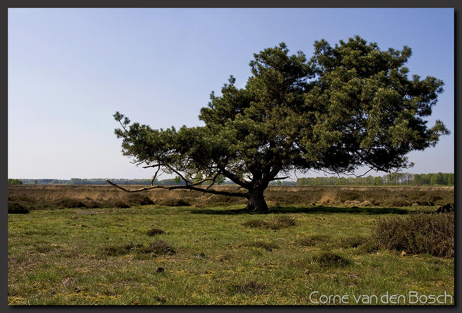 widescreen landscape