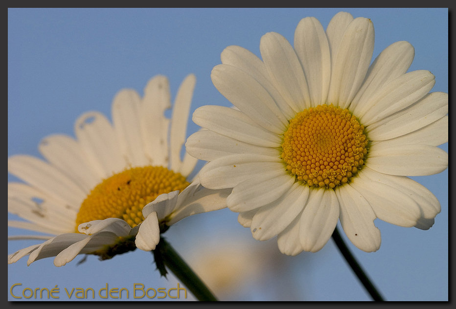breedbeeld wallpaper, margriet, daisy