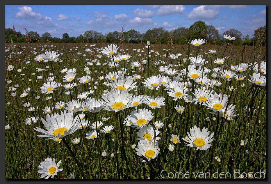 breedbeeld wallpaper, margrieten, daisies
