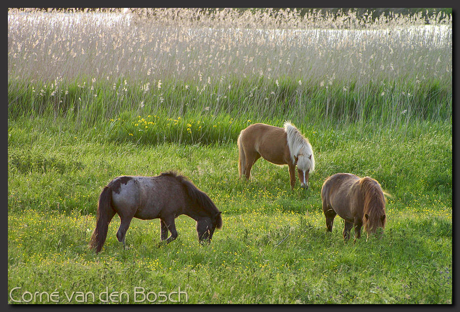 breedbeeld wallpaper, grazende paarden, grazing horses