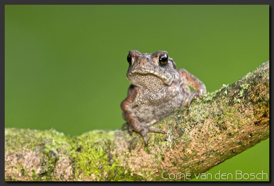 breedbeeld wallpaper, pad, toad