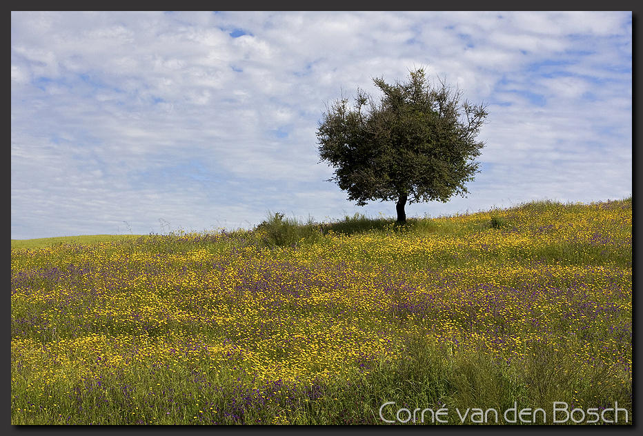 breedbeeld wallpaper, portugal, spring, lente