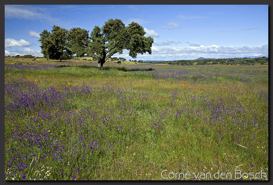 breedbeeld wallpaper, Portugal
