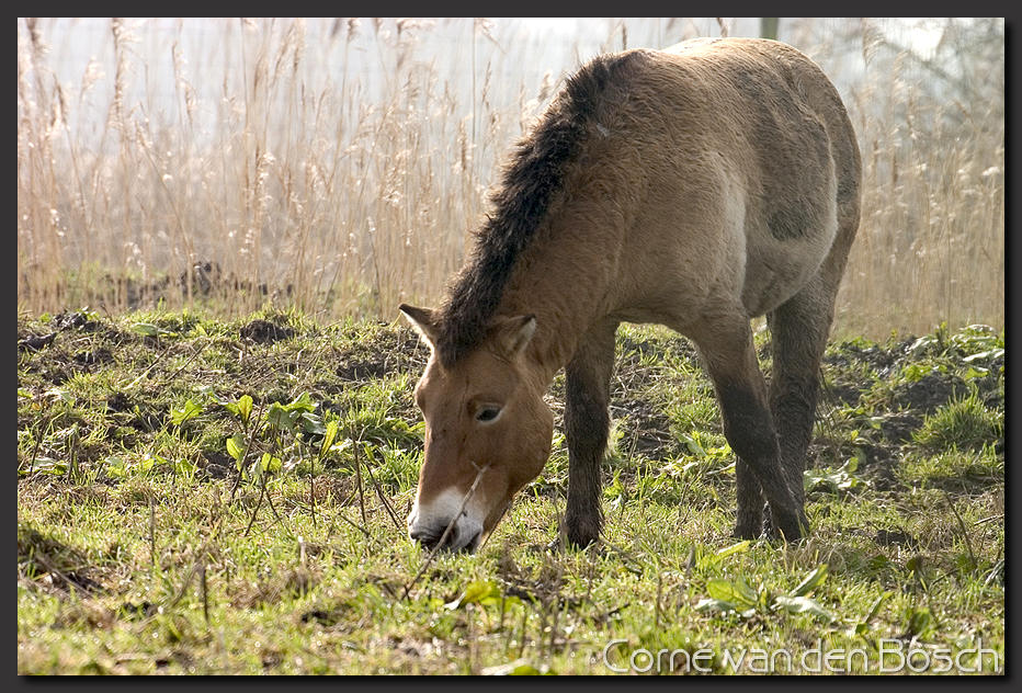 breedbeeld wallpaper, przwalski, paard, horse